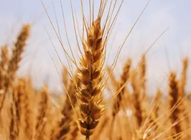 Σπόροι κριθαριού north agro