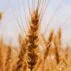 Σπόροι κριθαριού north agro