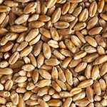 σπόρος σιτηρών